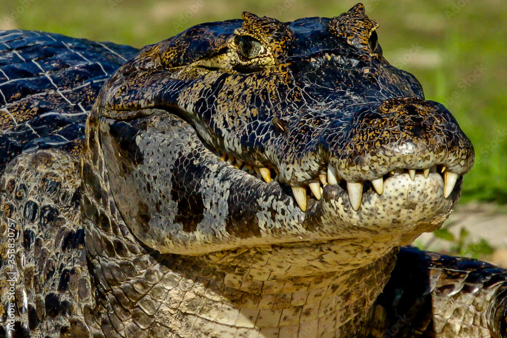 Obraz premium crocodile from Pantanal - Amazon 