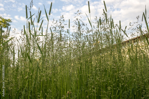 Tall grass in the Park. Summer in the city. Russia, Moscow. photo