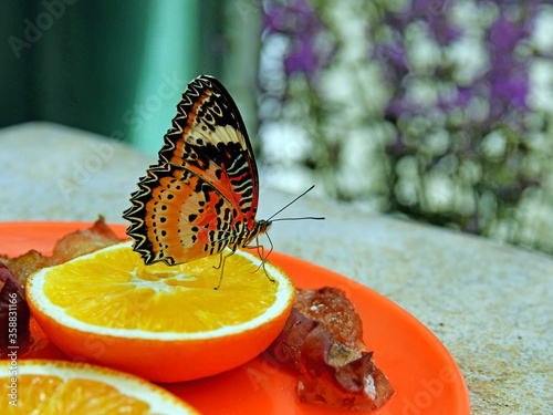 Piękny motyl na pomarańczy