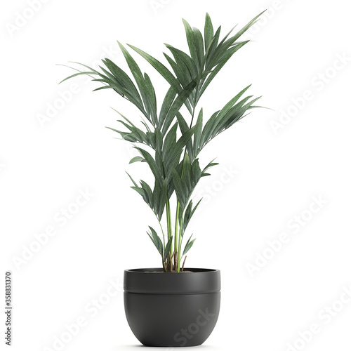 palm tree in a pot isolated on white background	
