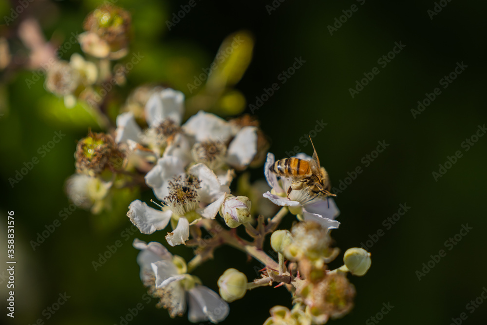 Abeille Abeille