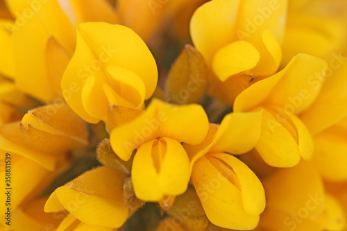 Gorse bush in flower in close up