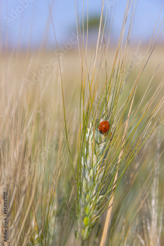 Ladybug on a spike in a wheat field. Colors of Apulia: spring. Ladybird on ear of barley.