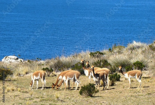 Vicuñas on Isla Suasi (Lake Titicaca, Peru)