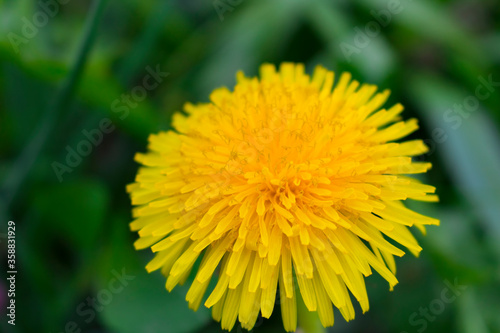 Yellow dandelion flower on a green background