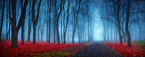 Foto auf Leinwand Wald Wunderschöner mystischer Wald im blauen Nebel im Herbst  © Maksim Pasko