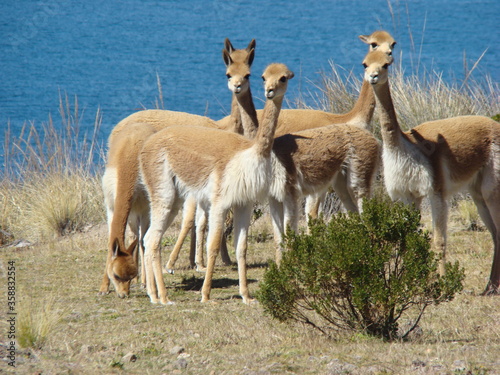 Vicuñas on Isla Suasi (Lake Titicaca, Peru)