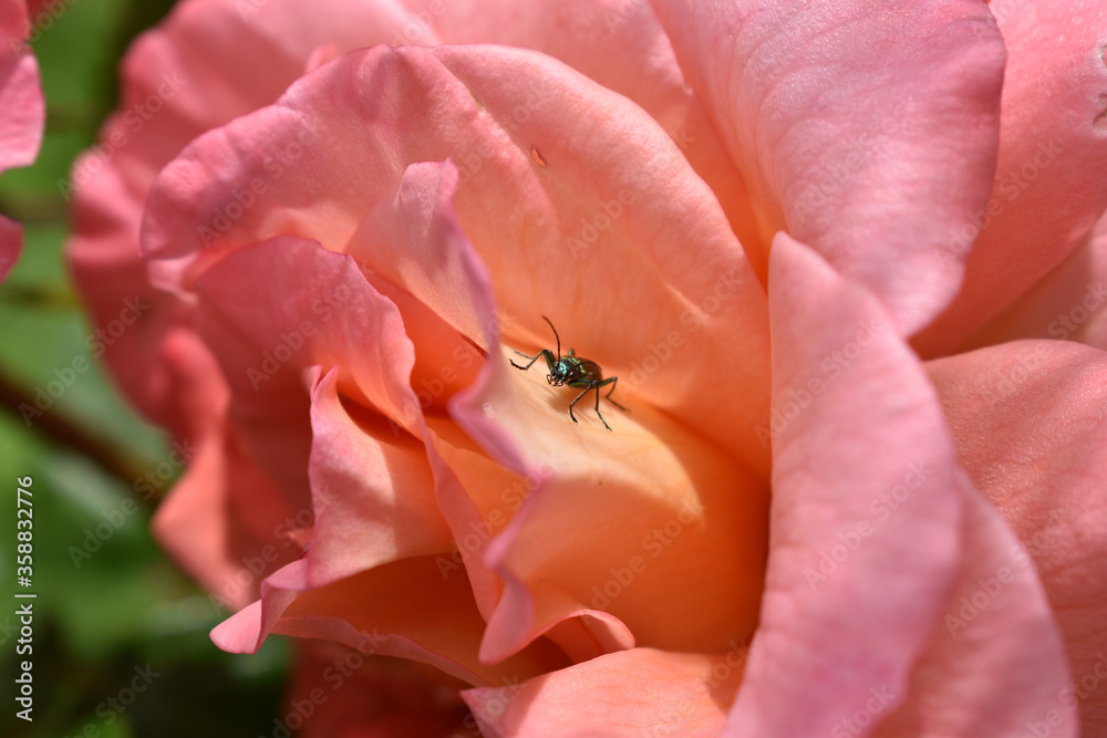 Grün schillernder Bockkäfer blickt aus lachsfarbener Rose Grün schillernder Bockkäfer blickt aus lachsfarbener Rose