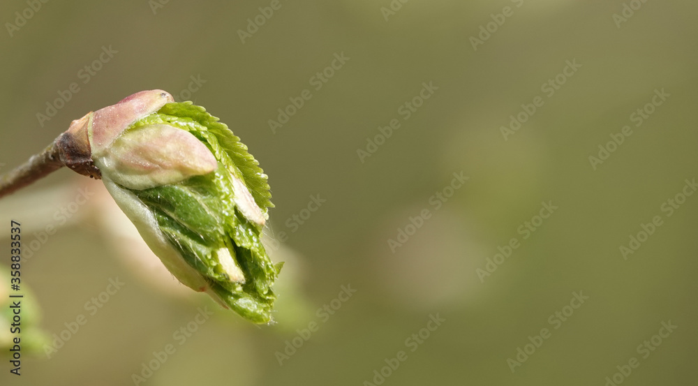 In spring, leaves appear on trees from buds In spring, leaves appear on trees from buds
