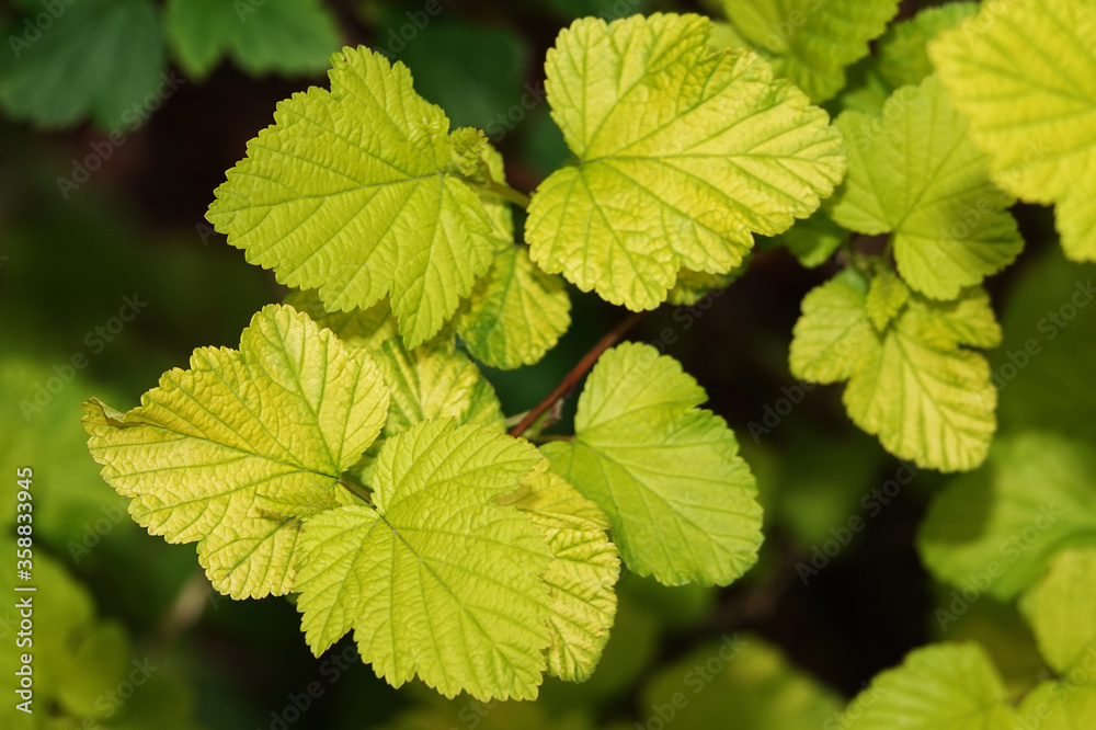 Bush with green leaves in spring