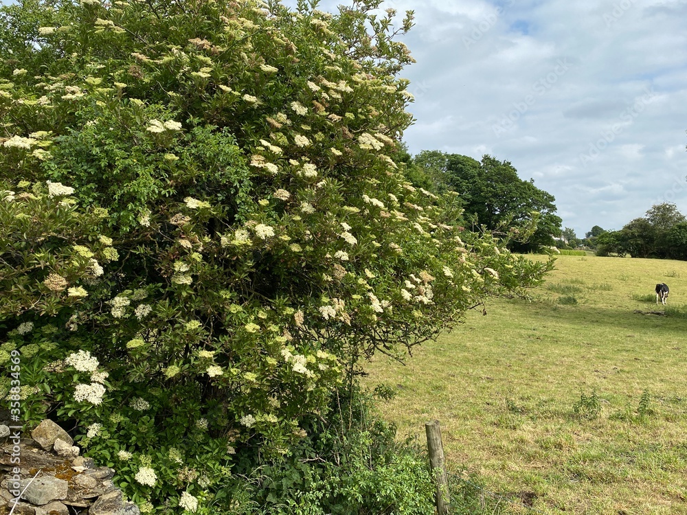 Corner of a pasture with a cow, and a flowering tree in, Bingley, Bradford, UK Corner of a pasture with a cow, and a flowering tree in, Bingley, Bradford, UK