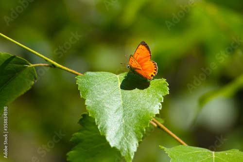 MARIPOSA
