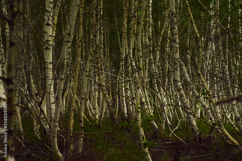 tree in the forest tree in the forest