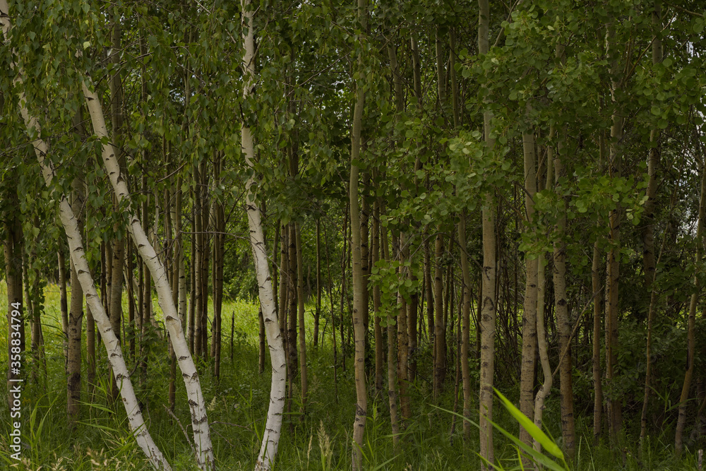 forest in the morning forest in the morning
