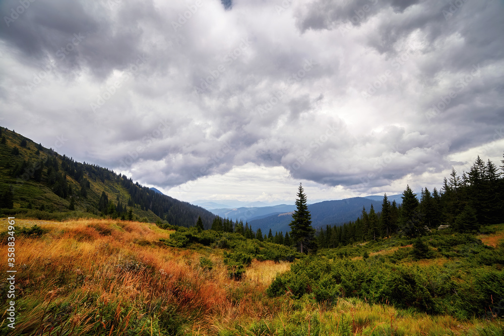 Fototapeta premium Panorama of mountains and spruce forrest, day with beautiful clouds and fir trees scene. Autumn background. Trekking and hiking summer travel nature landscape background.