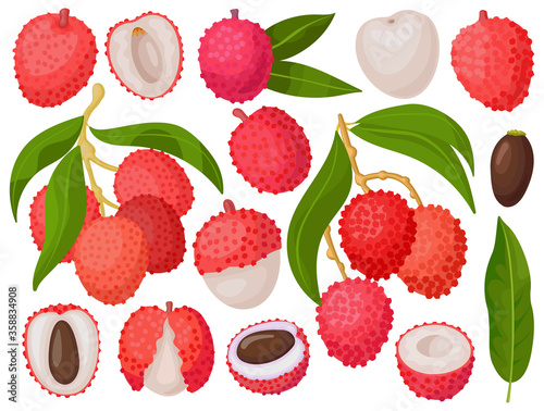 Lychee vector cartoon set icon. Vector illustration litchi on white background. Isolated cartoon set icon lychee.