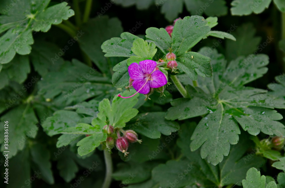 Pink geranium macrorosium or cranesbill flower and buds on a background of green leaves in the garden, Sofia, Bulgaria Pink geranium macrorosium or cranesbill flower and buds on a background of green leaves in the garden, Sofia, Bulgaria