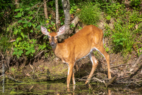 Female deer with an injured eye walking into water © Jennifer