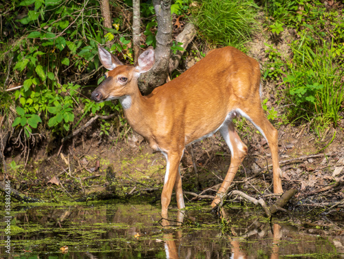Side view of a female white-tailed deer standing in shallow water