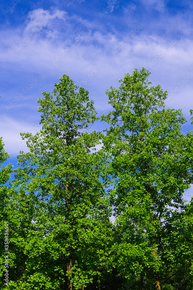 ユリノキと青空　三郷文化公園