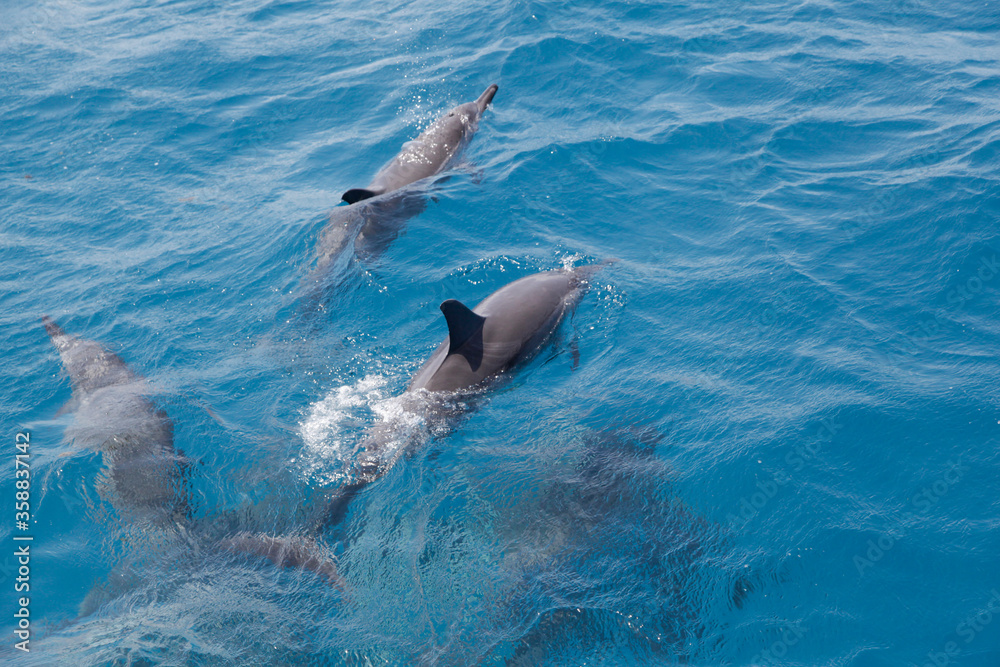 Obraz premium dolphin in the water