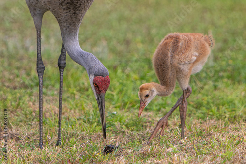 Fototapeta Mother and baby sandhill cranes grazing on grass.