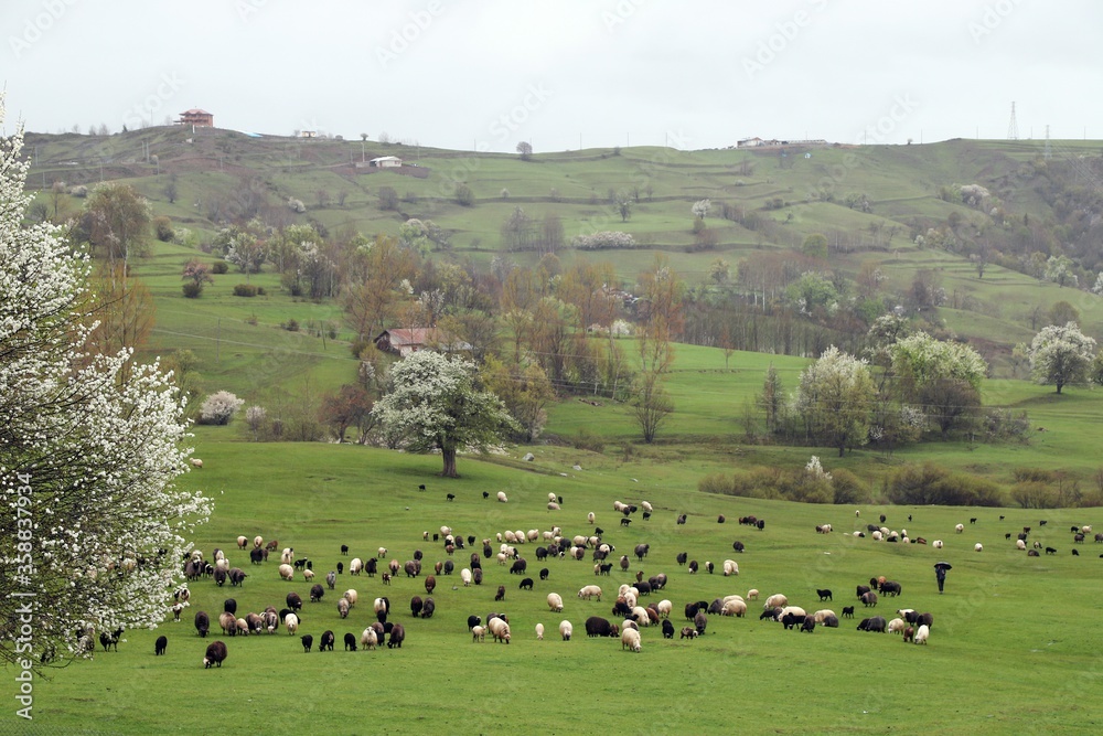 herd of sheep in green meadow. artvin/turkey herd of sheep in green meadow. artvin/turkey