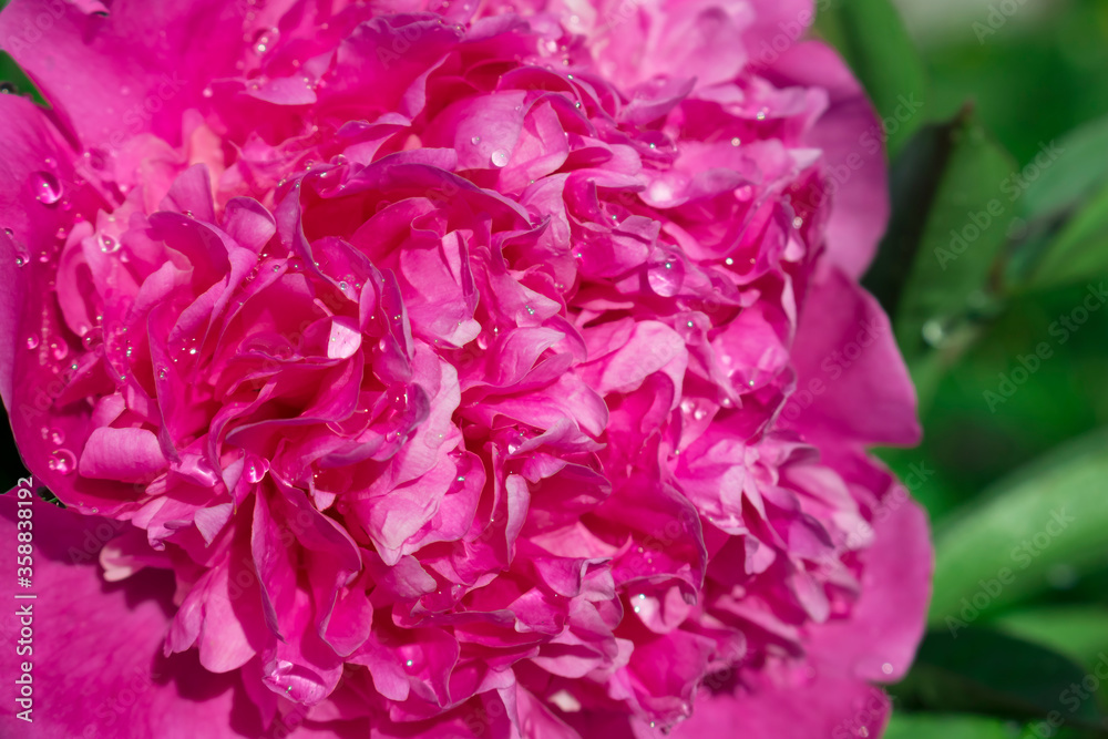 Pink peony flower on a green background