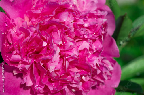 Pink peony flower on a green background
