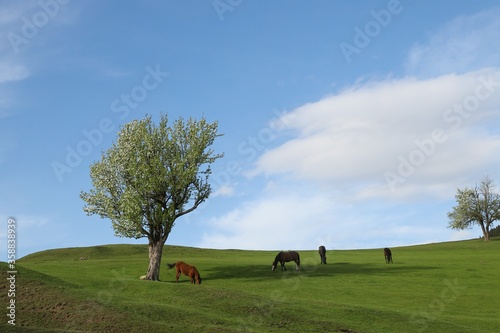 horses on green meadow in spring