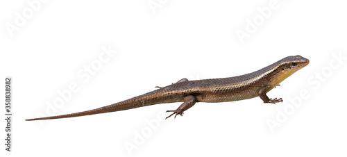 skink lizard family scincidae four legs animal. Isolated on white background with clipping path.