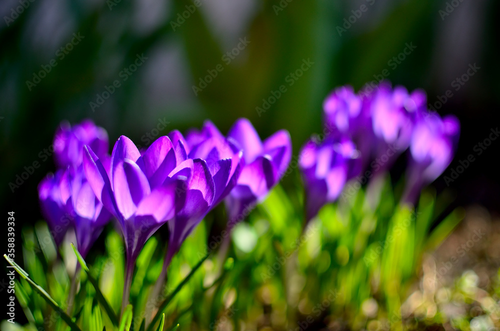 Purple Crocus Flowers as first Sign of Spring in Transylvania. Purple Crocus Flowers as first Sign of Spring in Transylvania.