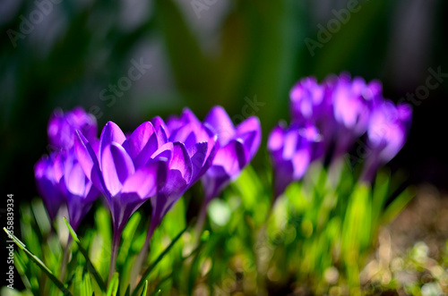 Purple Crocus Flowers  as first Sign of Spring in Transylvania.