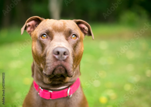 A Pit Bull Terrier x Retriever mixed breed dog wearing a red collar