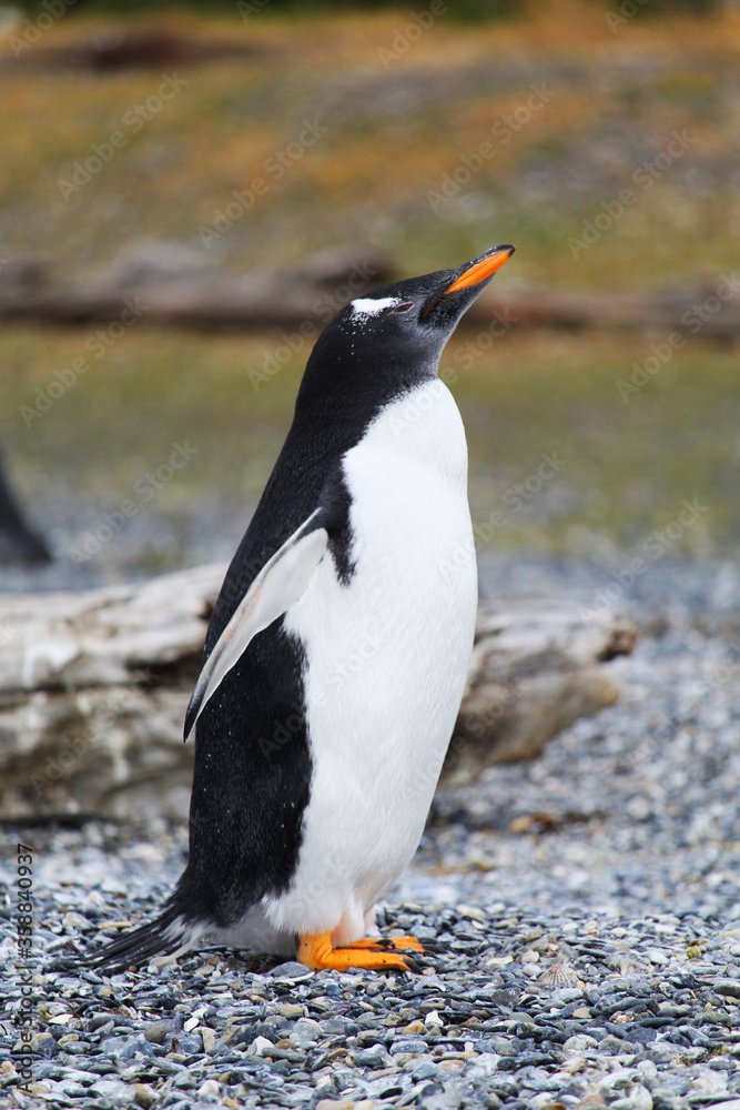 Naklejka premium Shot of a penguin in ecological reservoir in Argentinan Patagonia, in Ushuaia province.