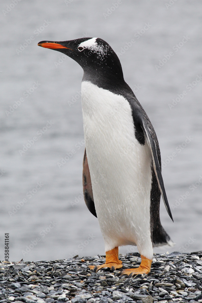 Obraz premium Shot of a penguin in ecological reservoir in Argentinan Patagonia, in Ushuaia province.