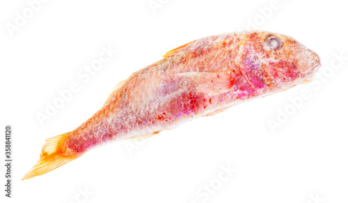 deepfrozen red mullet fish isolated on white background photo