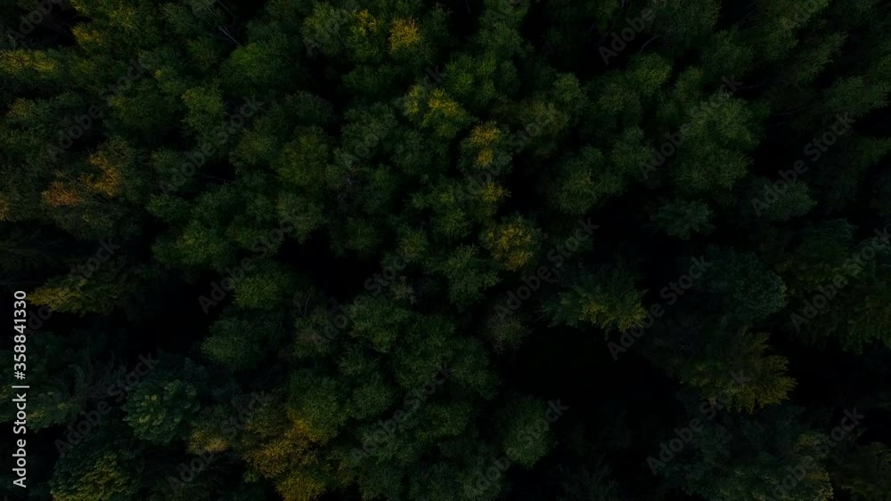 aerial view of cedar forest morning aerial view of cedar forest morning