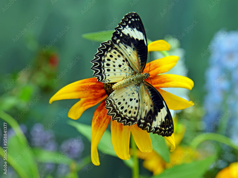 Obraz premium Motyl na żółtym kwiatku