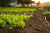 vegetable seedling in the land of a vegetable garden with sunset in the background