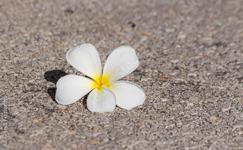 white frangipani flower on sand ©  Mushroom House