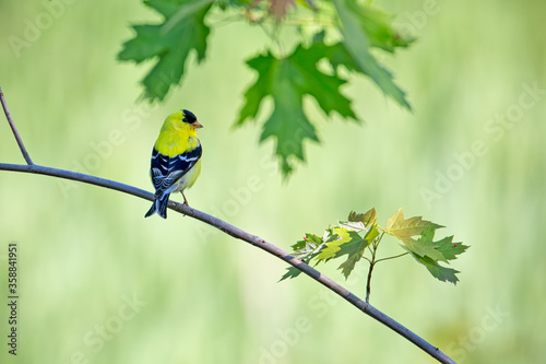 An American GoldFinch perched on a tree branch