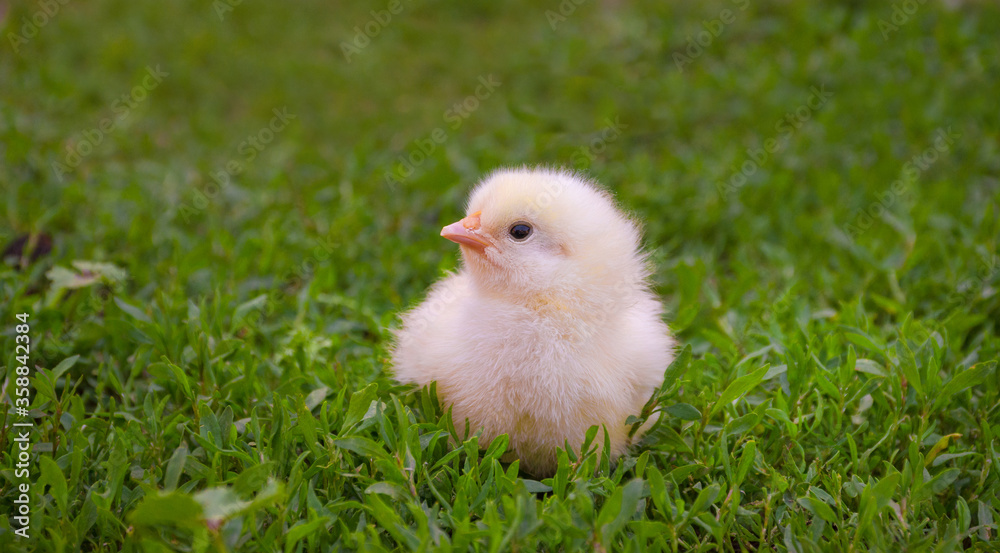 Little cute yellow baby chicken standing in the grass