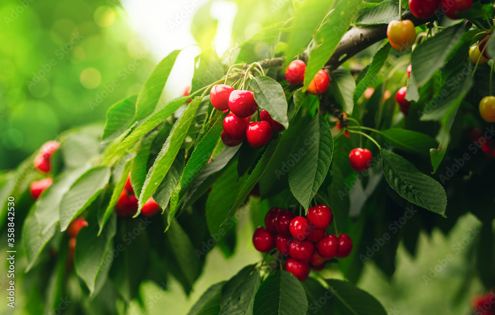 Red cherries on a branch just before harvest with green  sunny background. Copy space