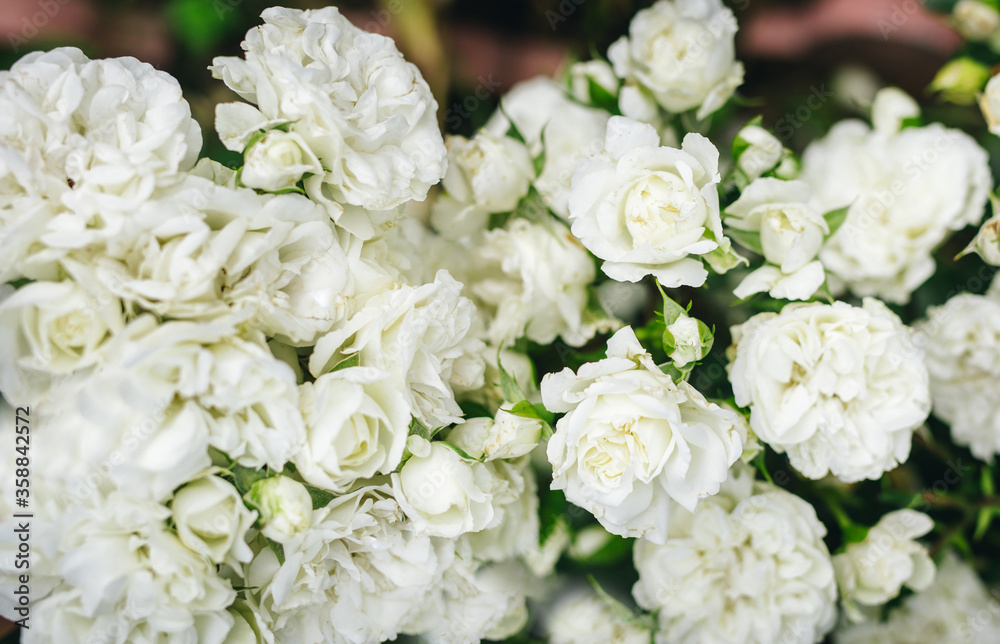 
White roses in nature with a sunny background.  Banner, wedding and anniversary concept.