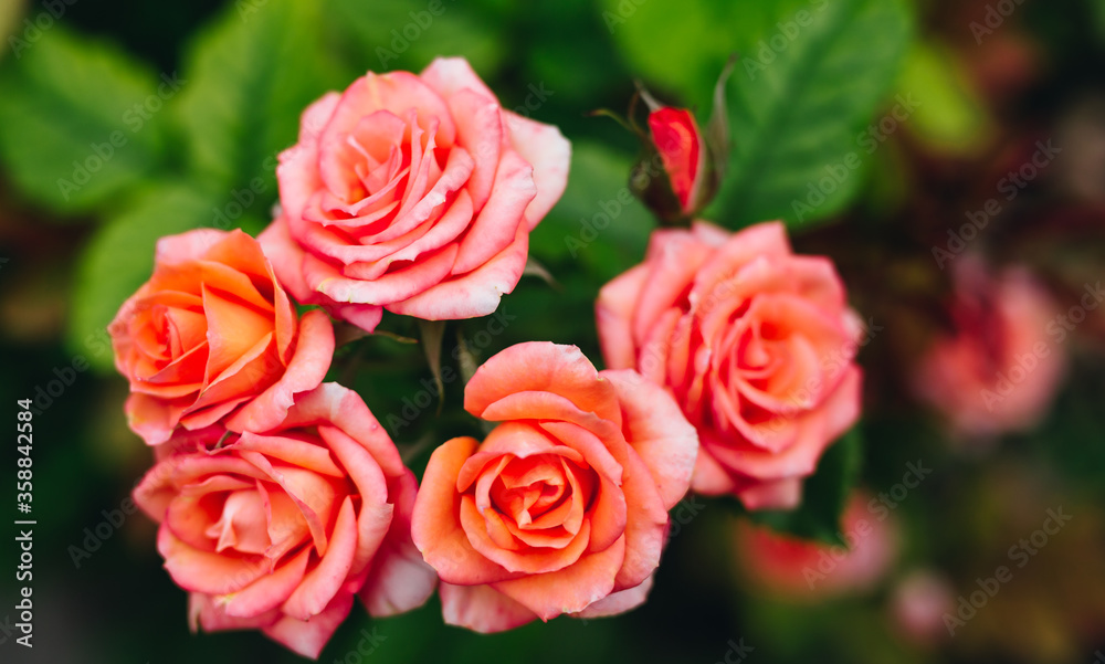 Orange roses in nature with a green background. Orange roses in nature with a green background.