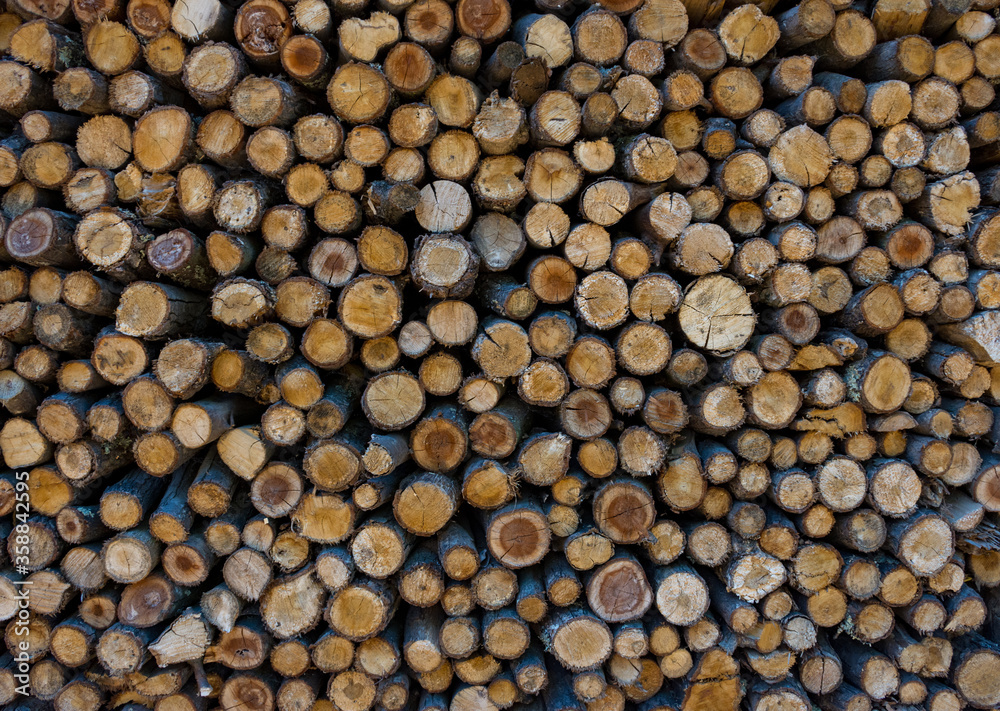 Chopped down tree trunks stacked in a storage yard