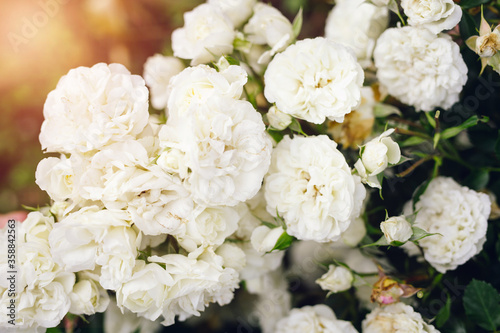 
White roses in nature with a sunny background.  Banner, wedding and anniversary concept.