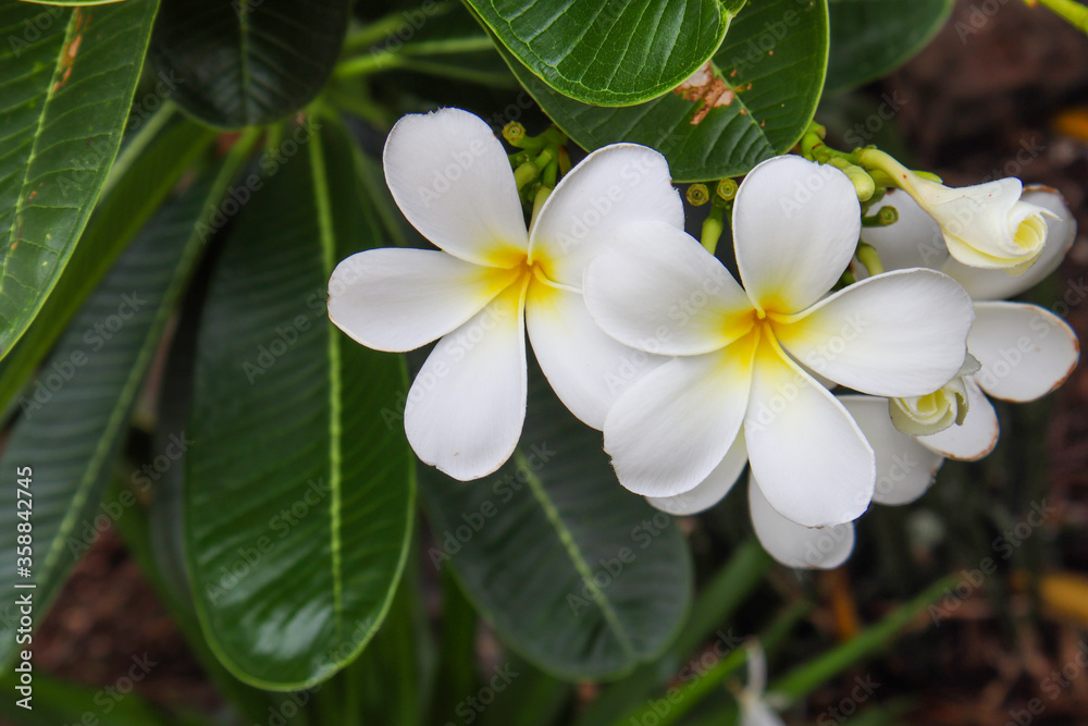 White flowers, white plumeria flowers in a natural garden White flowers, white plumeria flowers in a natural garden