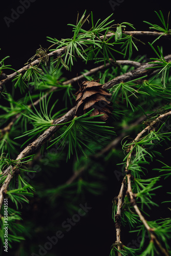 Background of spring larch branches